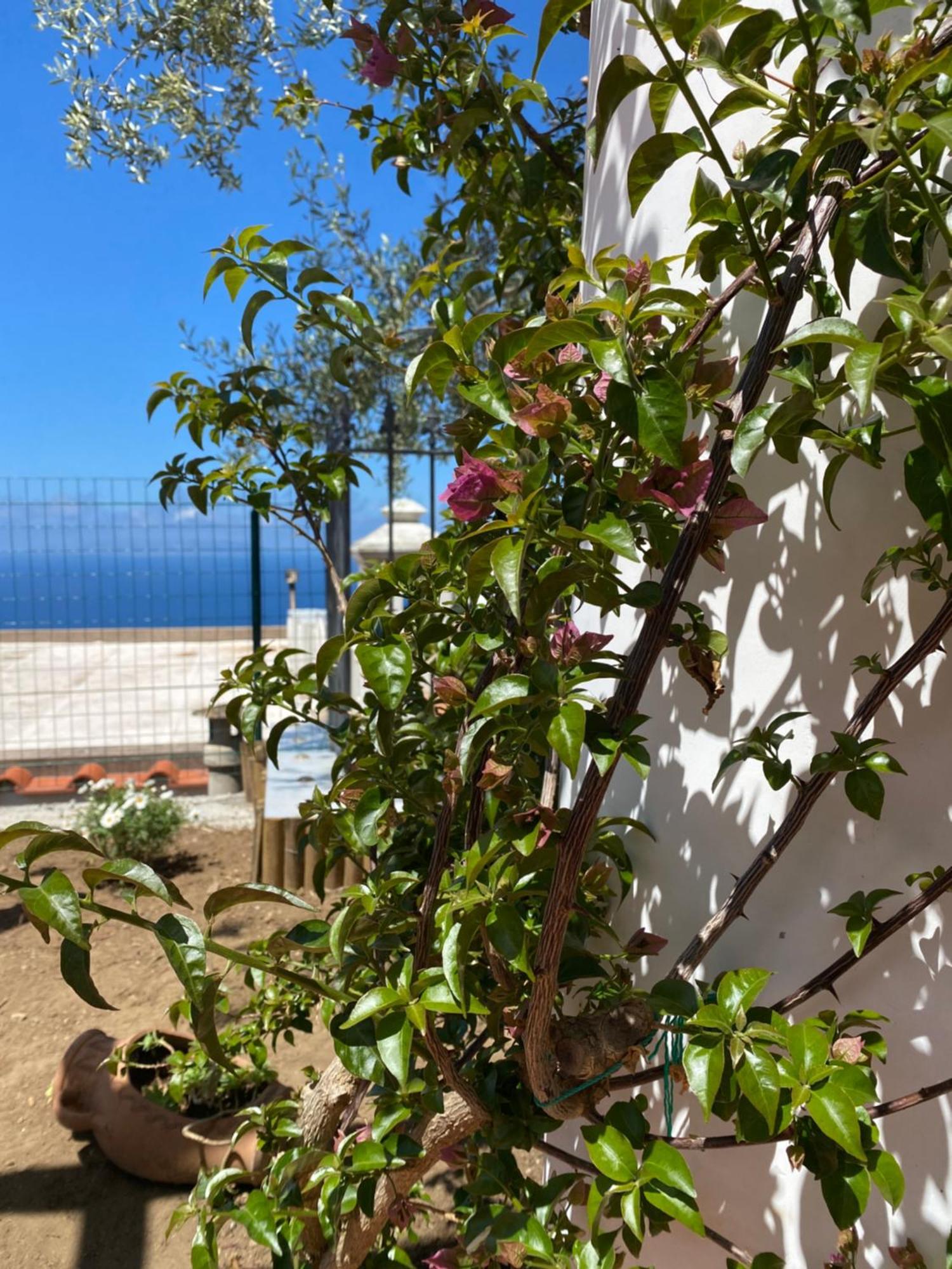 אנה קאפרי B&B La Ciammurrella מראה חיצוני תמונה