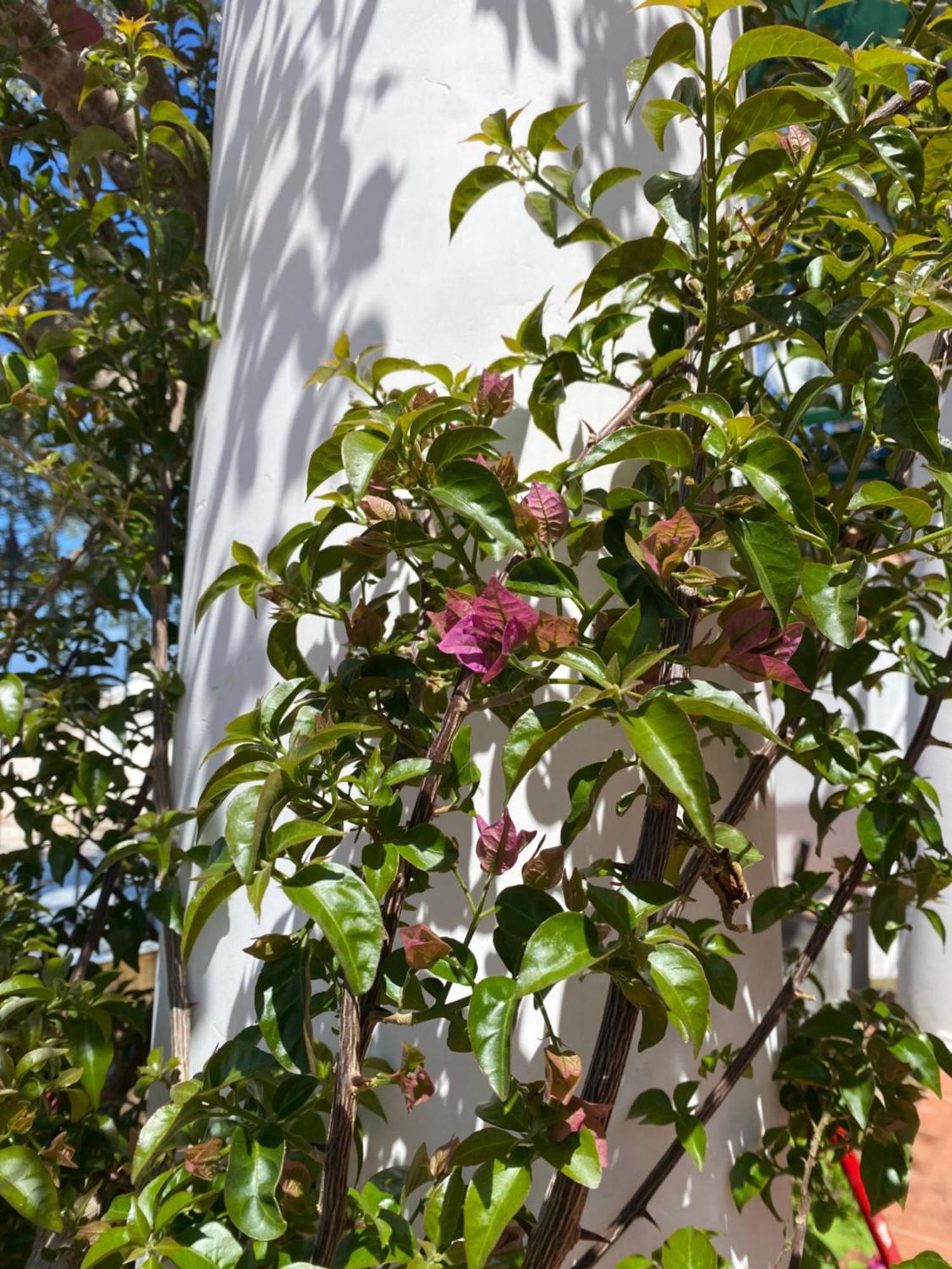 אנה קאפרי B&B La Ciammurrella מראה חיצוני תמונה